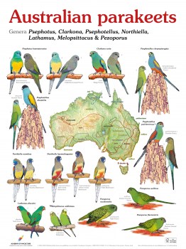 Australian parakeets